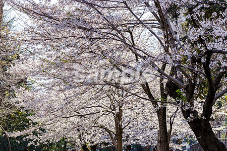 日本の桜の木 b0010136PH