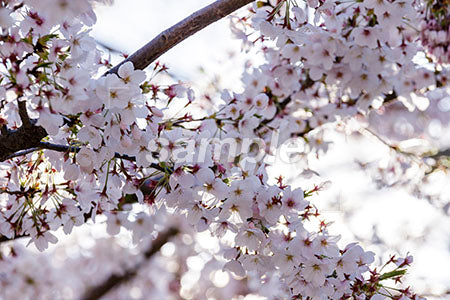 桜が満開のアップ b0010137PH