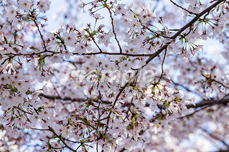 桜の花のアップ b0010138PH
