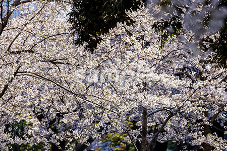 白い桜の木が満開 b0010139PH