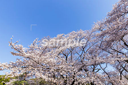日本の桜の木 満開、青空 b0010140PH