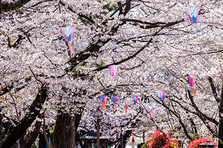 日本の桜/Cherry blossoms in japan b0010141PH