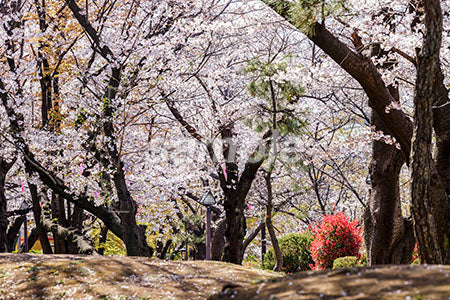 桜の木が満開 b0010143PH