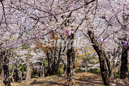 桜の咲き誇る木々 b0010148PH