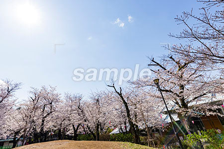 青空と太陽の光と桜 b0010150PH