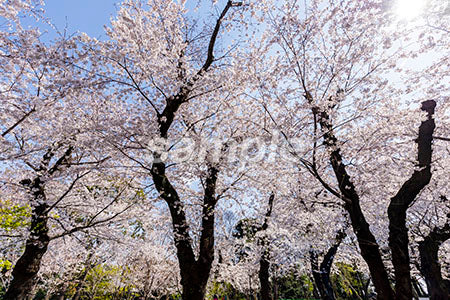 桜の木 満開、青空 b0010151PH