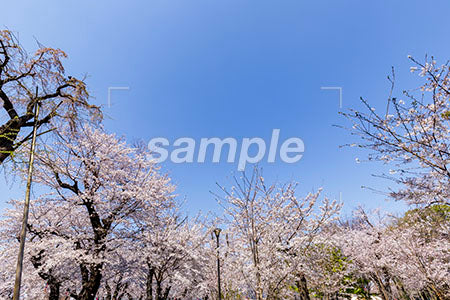 青空と咲き誇る桜 b0010153PH
