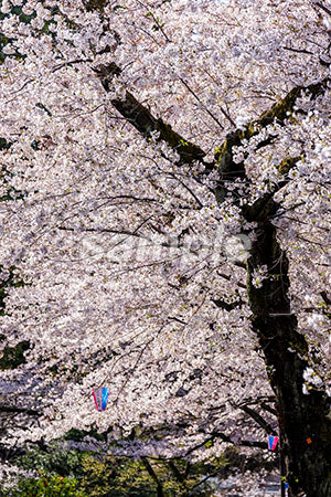 大きな桜の木が満開 b0010156PH