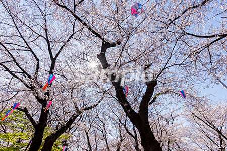 満開の桜 b0010164PH