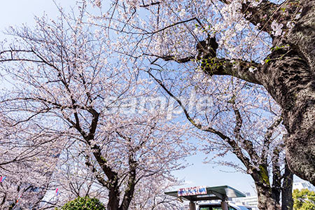 お花見のシーン 桜の木 満開、青空 b0010165PH