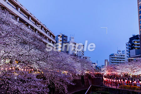 夜の桜の風景 b0010168PH