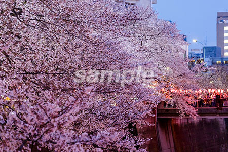 日本の夜桜（Japanese cherry blossoms at night） b0010169PH