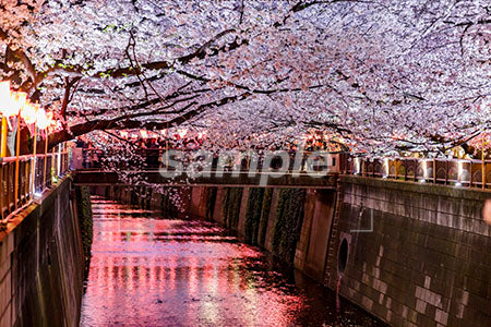 日本のお花見・さくら（Cherry blossoms at night in japan）b0010171PH