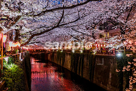 日本のお花見（Japanese cherry blossoms at night） b0010177PH