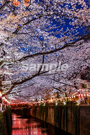 花見のシーン 桜の木 夜桜、満開、提灯、河川 b0010178PH