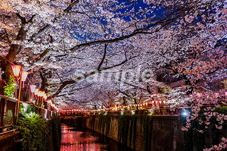 お花見 夜桜と川沿いの満開、水辺 b0010179PH