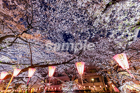 夜桜、満開、提灯 b0010180PH