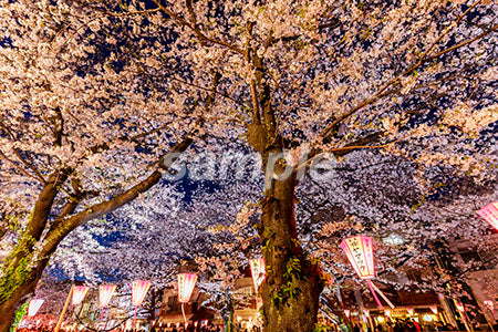 お花見のシーン 夜桜、満開、提灯 b0010181PH
