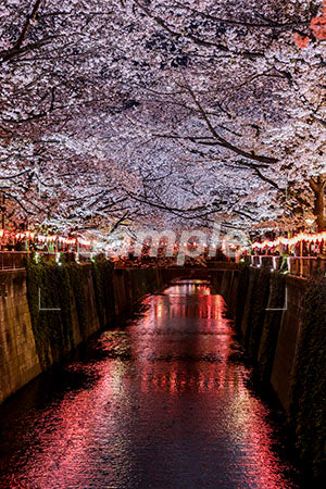 お花見のシーン 桜の木 夜桜、満開、水辺 b0010183PH