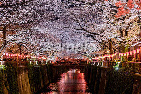 川辺に咲く桜並木 b0010184PH