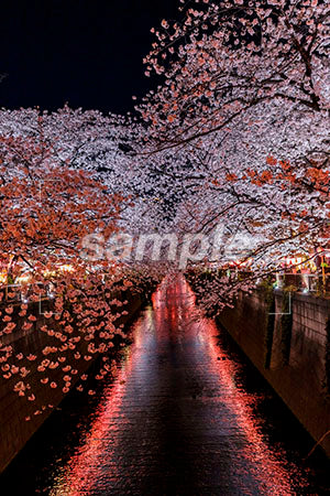 夜桜と水辺 b0010185PH