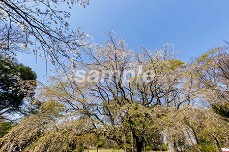 公園の桜の木と青空 b0010187PH