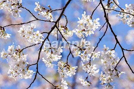 春の季節の桜の木の風景 b0010189PH