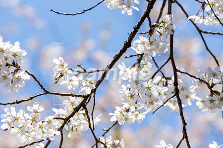 桜の花のアップ b0010190PH