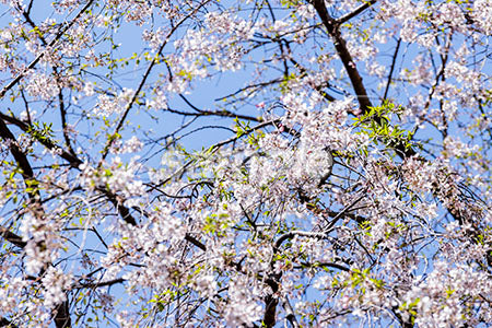 桜の木のアップ b0010191PH