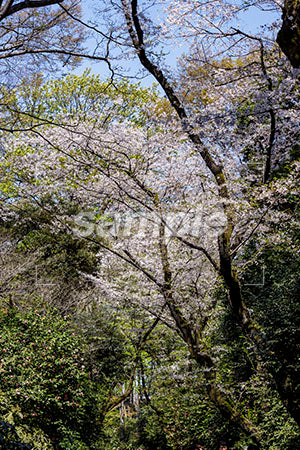 緑の桜の木 b0010192PH