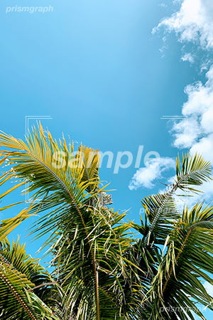 南国の青空と椰子の木の写真 b0020005PH
