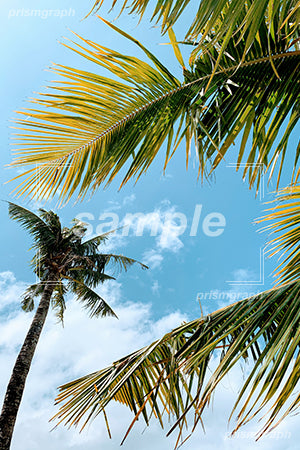 椰子の木と夏の空シーン 海外旅行 b0020008PH