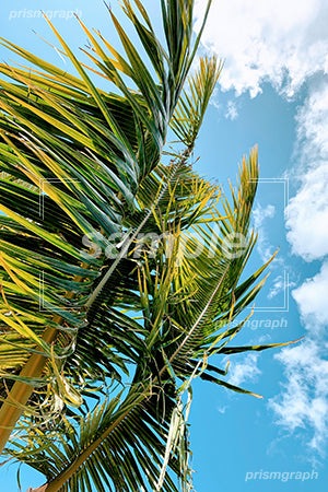 風にあおられる椰子の木シーン guam、旅行のイメージ b0020013PH