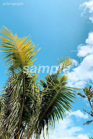 南国の椰子の木と青空シーン guam、旅行のイメージ b0020016PH