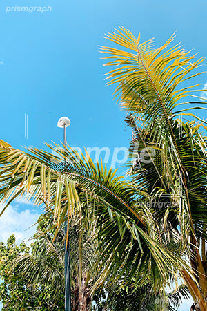 椰子の木と街灯と常夏の空シーン 海外旅行 b0020020PH