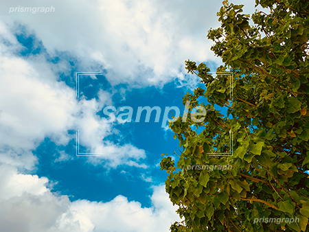 青空と樹木 b0030005PH