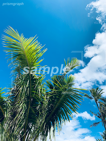 青い空と南の国の椰子の木 b0030006PH