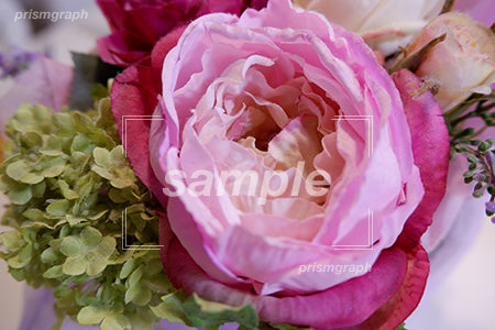 ピンクの薔薇の花 b0050001PH
