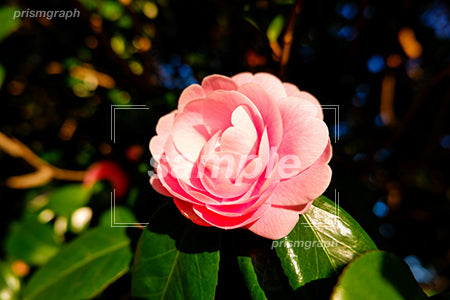 ピンク色のツバキの花 b0080016PH