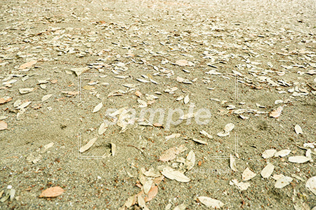 枯れ葉と砂地の地面 b0090004