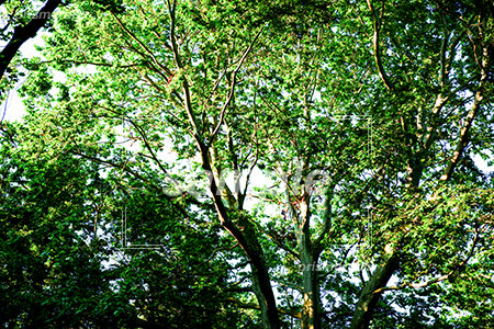 緑の葉の木々と朝日の光 b0090008