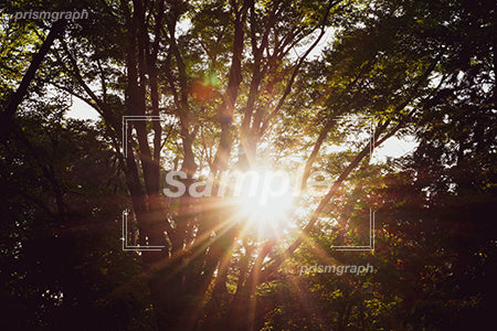 木々の合間から見える夕日の太陽 b0090010