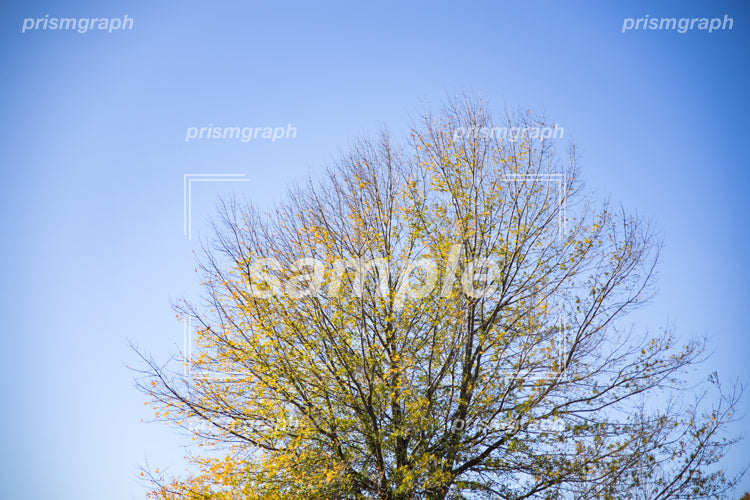 秋の青い空と木 b0100016
