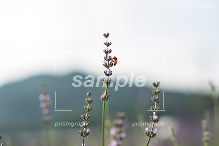 紫の花をつけた雑草 b0100022