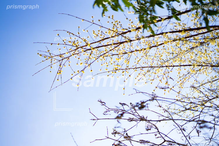 木の枝と青い空 b0100023