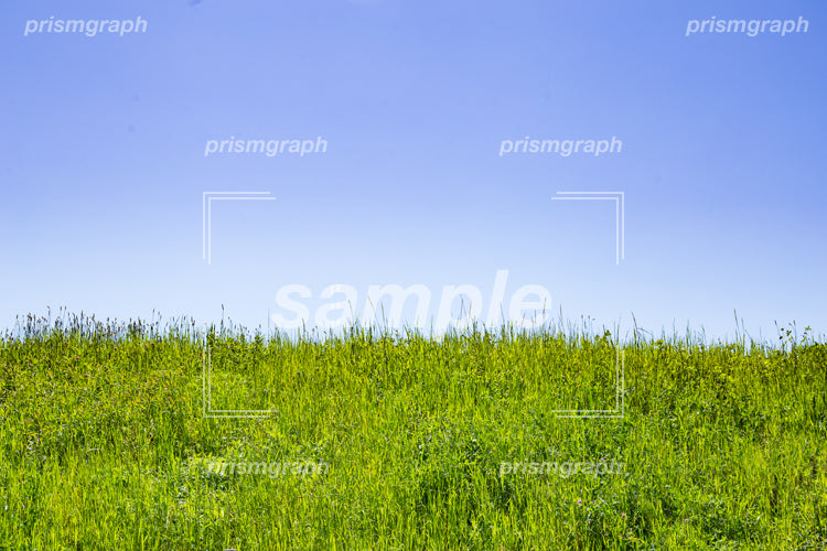 緑の芝と青い空の風景 b0100024