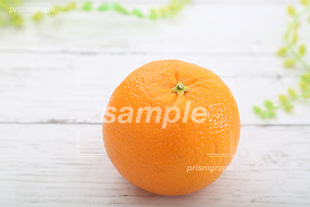 サワーオレンジ１個 c0130016PH
