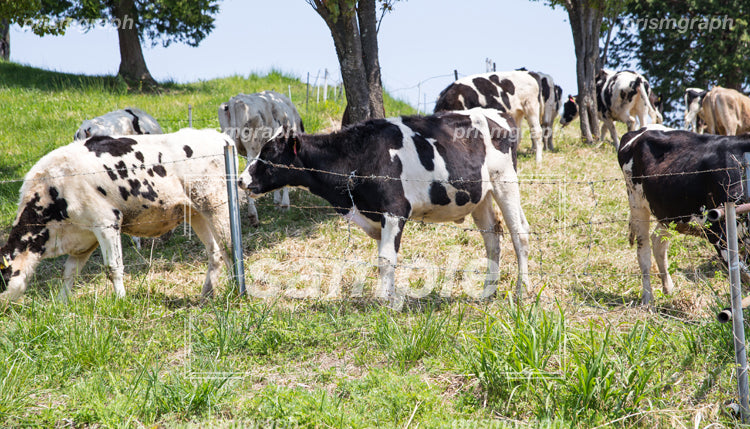 牧場の牛（ホルスタイン） d0020002
