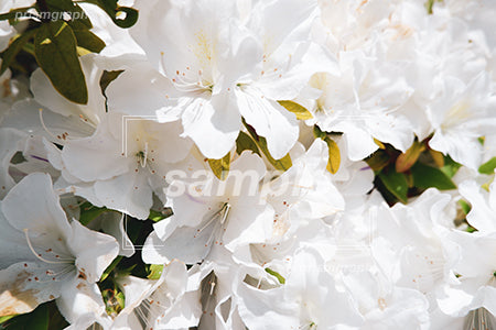 白色のツツジの花 セピア調 e0010002