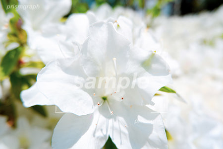 白い色のツツジの花 e0010003